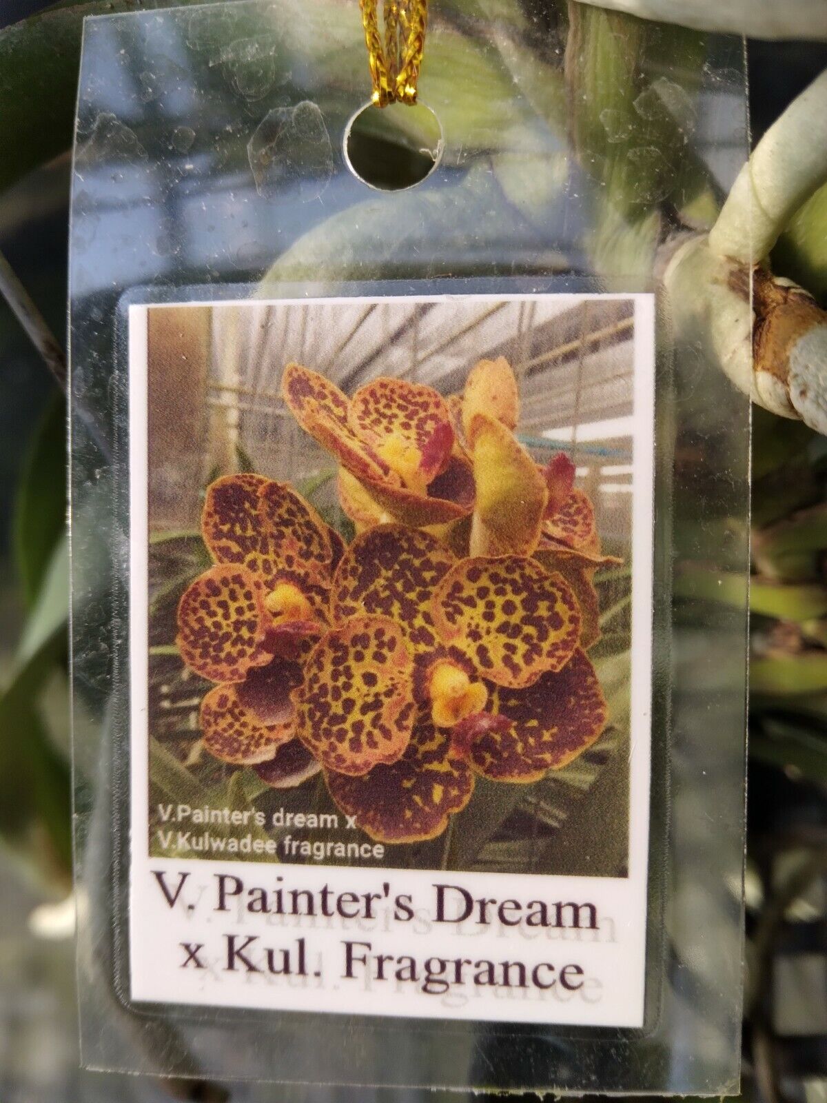 Orchid Vanda Kulwadee Fragrance 3 Pack