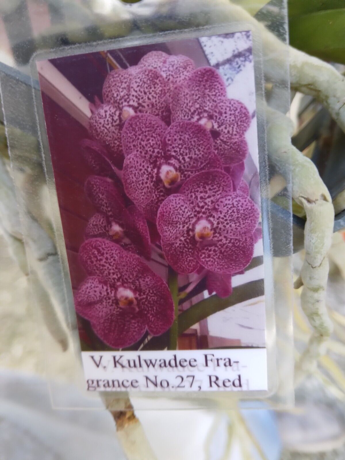 Orchid Vanda Kulwadee Fragrance 3 Pack