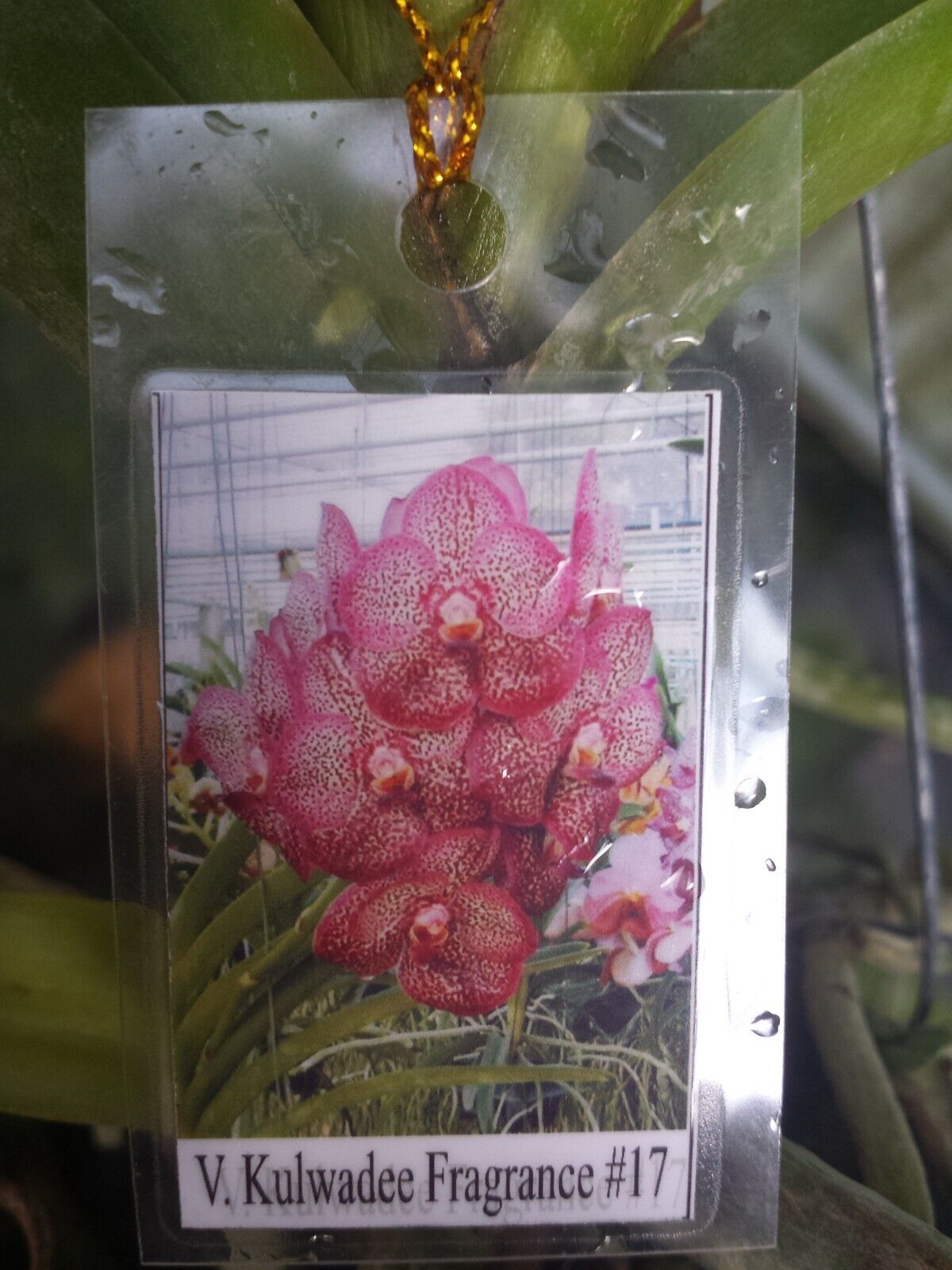 Orchid Vanda Kulwadee Fragrance 3 Pack