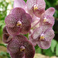 Orchid Vanda Kulwadee Fragrance No 27