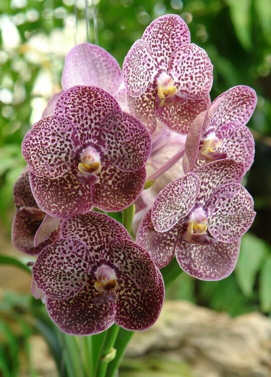 Orchid Vanda Kulwadee Fragrance No 27