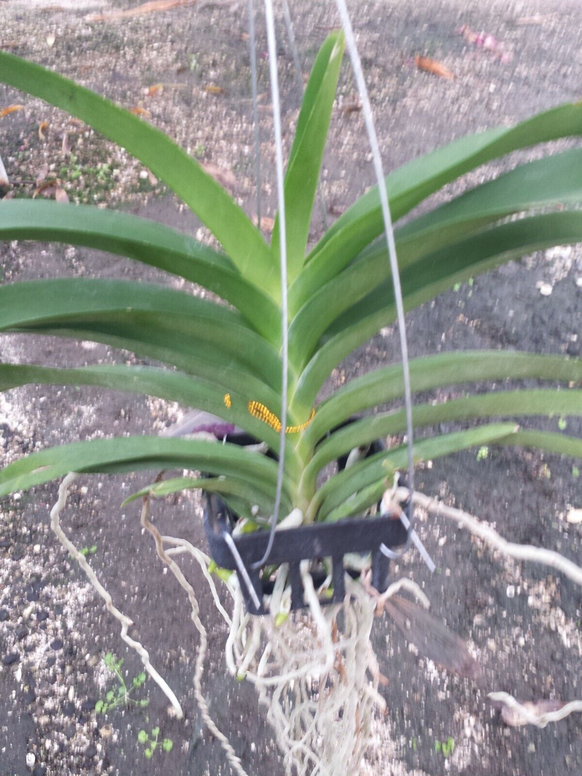 Orchid Vanda Kulwadee Fragrance x Mimi Palmer Fragrant