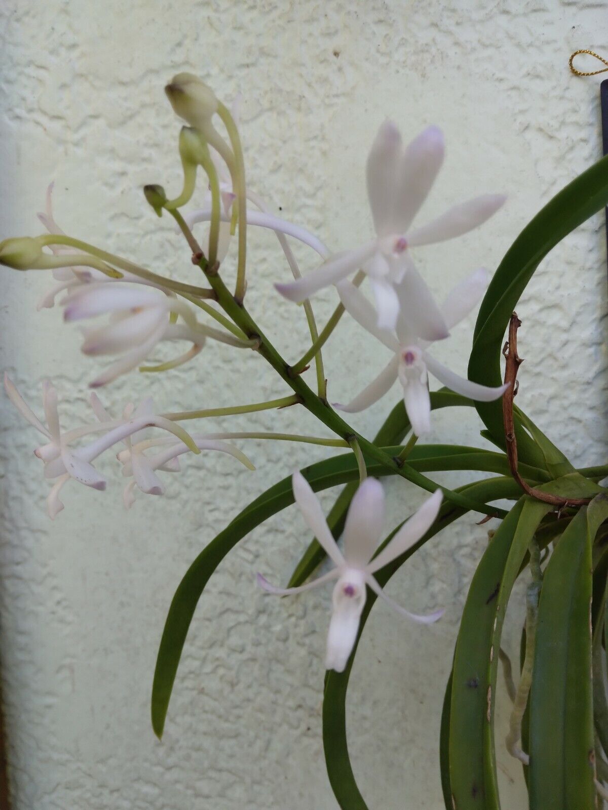 Orchid Vanda Lou Sneary alba