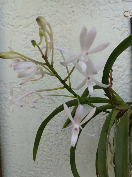 Orchid Vanda Lou Sneary alba