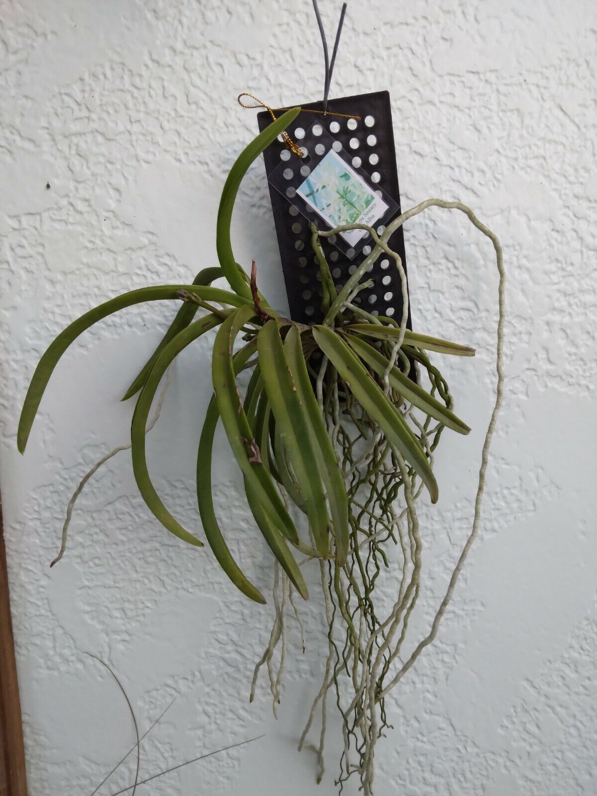 Orchid Vanda Lou Sneary alba