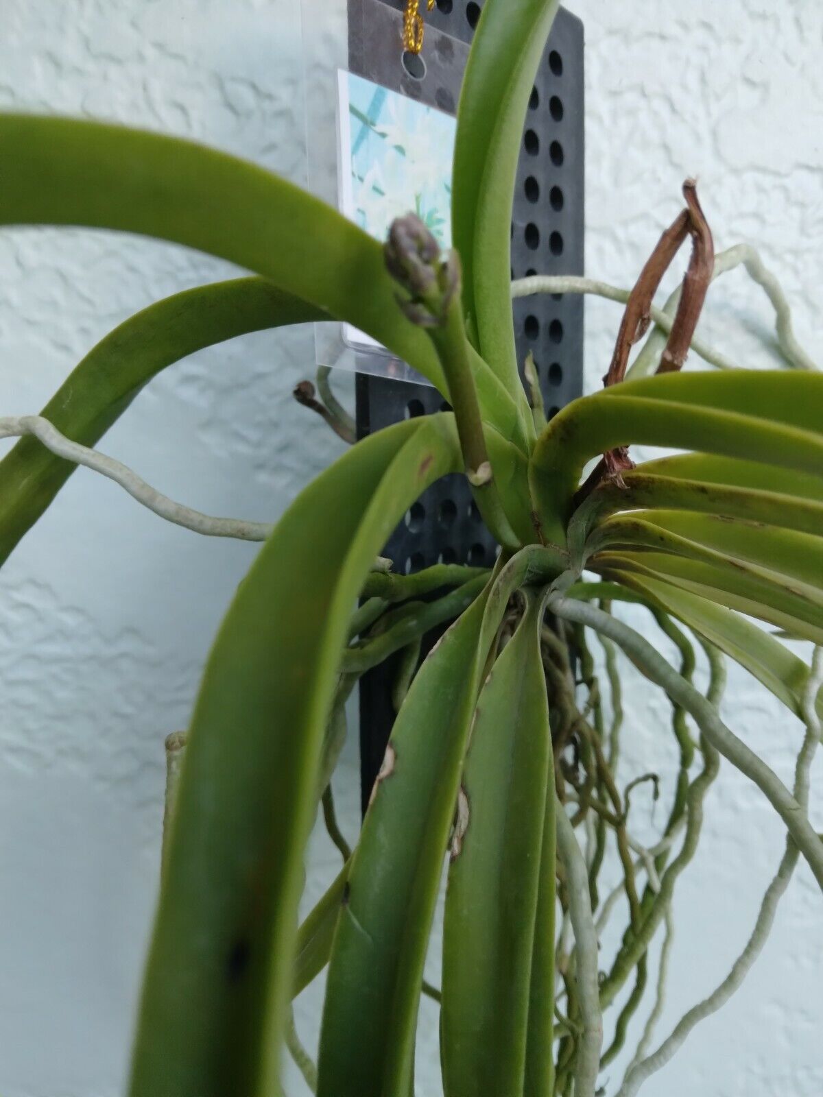 Orchid Vanda Lou Sneary alba