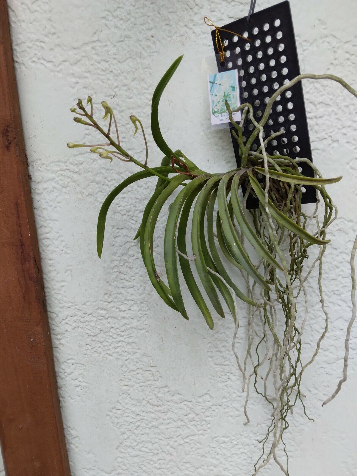 Orchid Vanda Lou Sneary alba