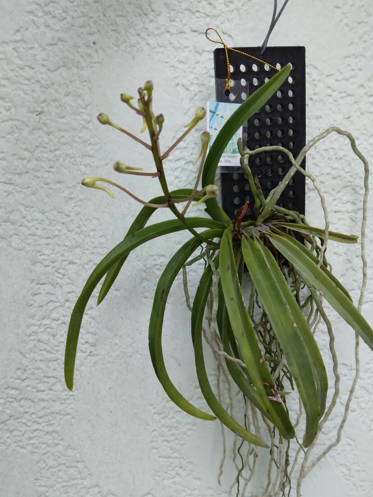 Orchid Vanda Lou Sneary alba