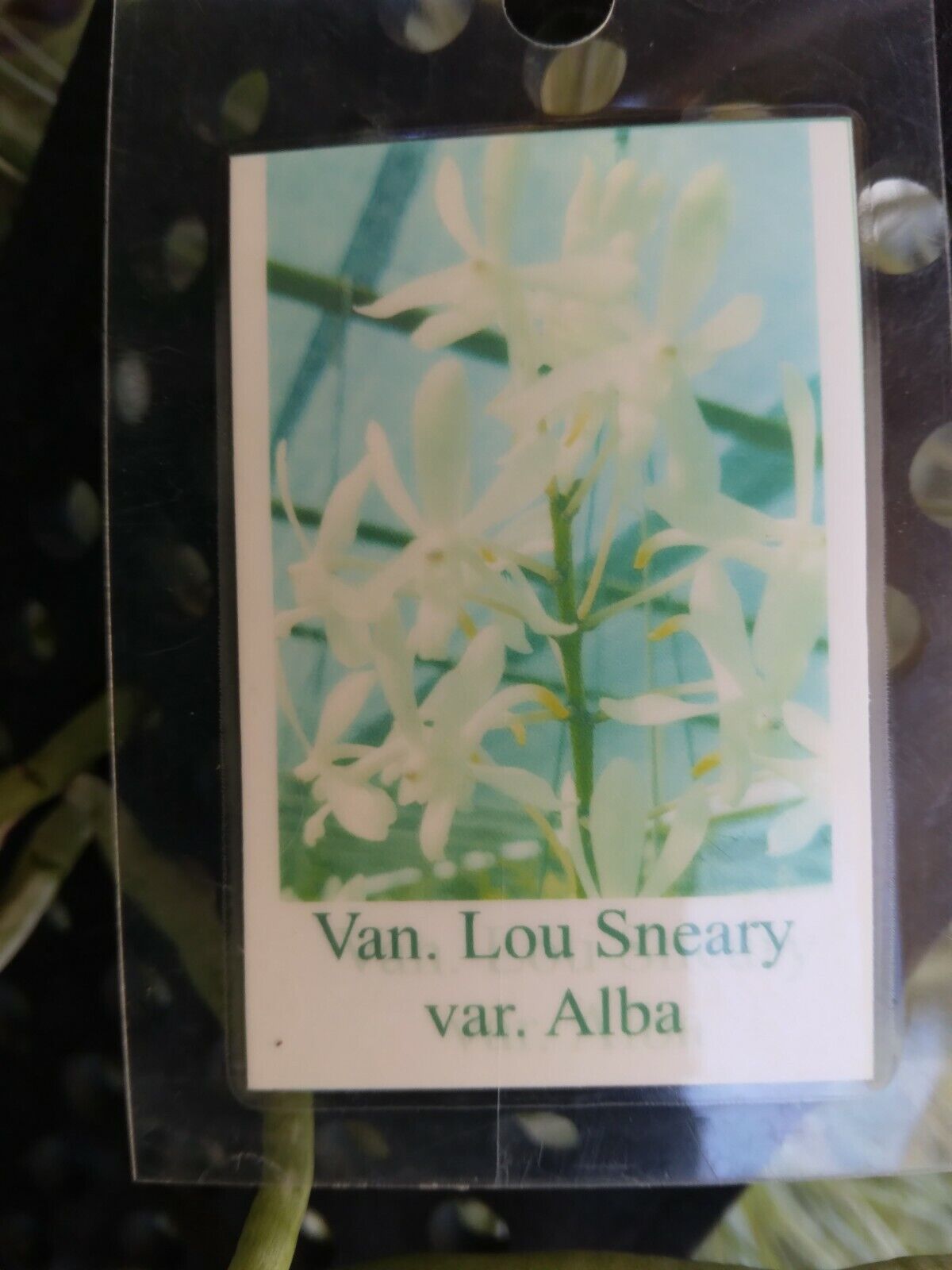 Orchid Vanda Lou Sneary alba