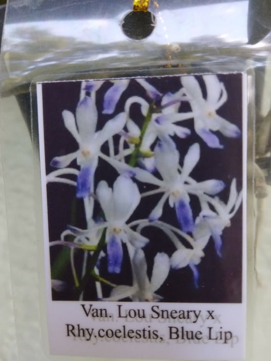 Orchid Vanda Lou Sneary x Rhy coelestis Blue Lip