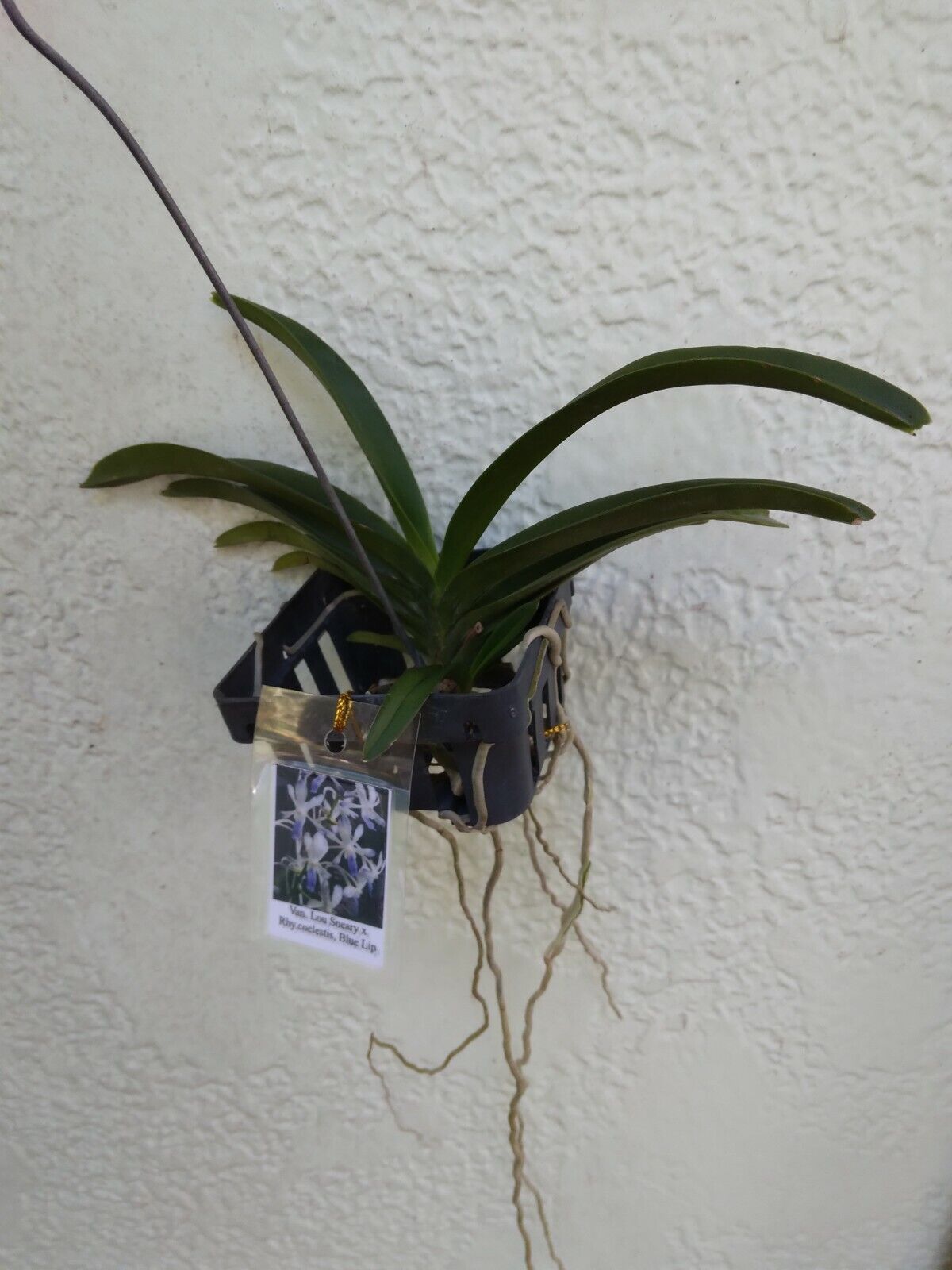 Orchid Vanda Lou Sneary x Rhy coelestis Blue Lip