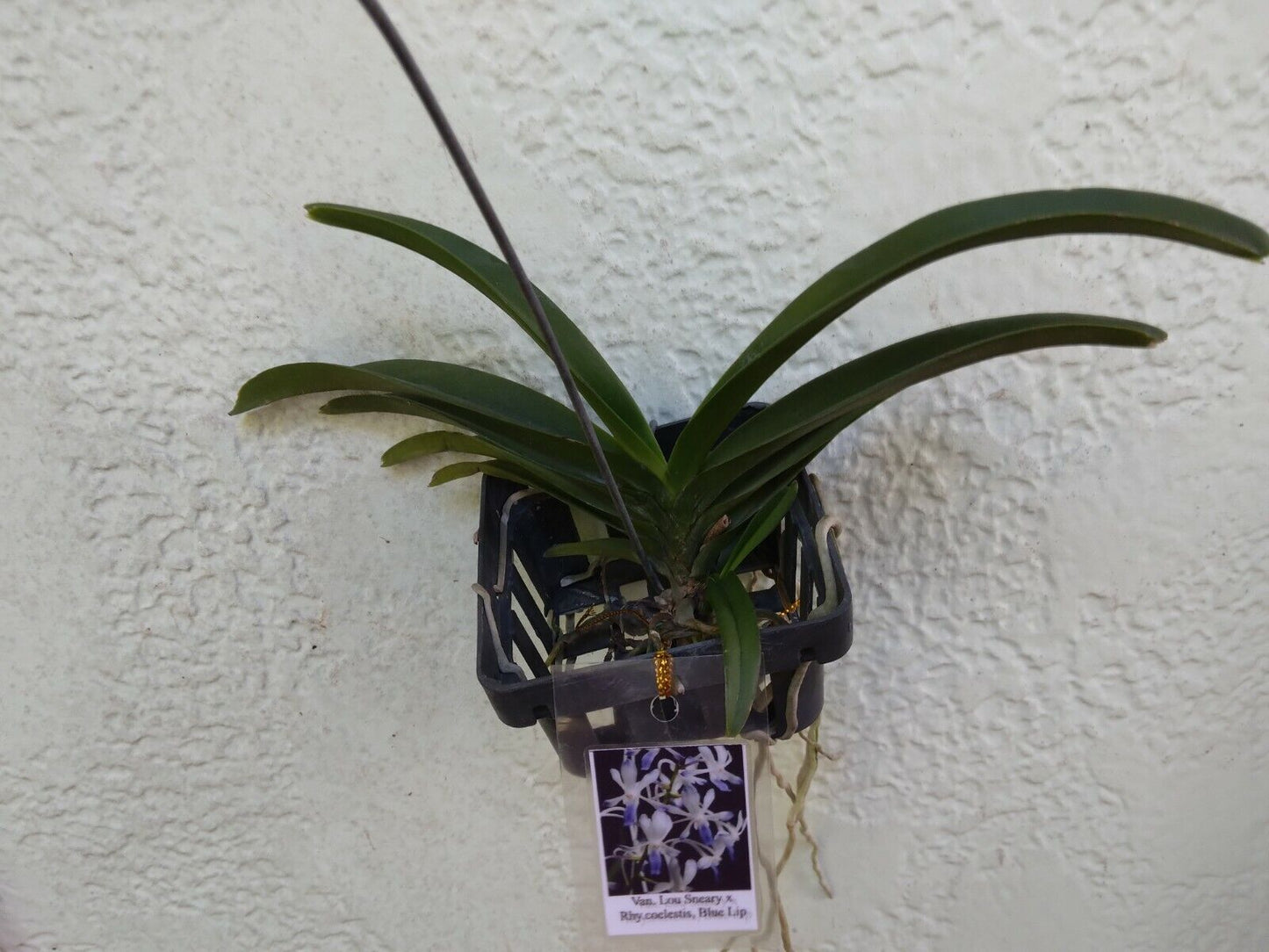 Orchid Vanda Lou Sneary x Rhy coelestis Blue Lip