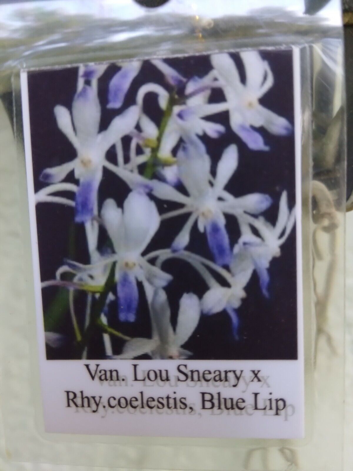 Orchid Vanda Lou Sneary x Rhy coelestis Blue Lip