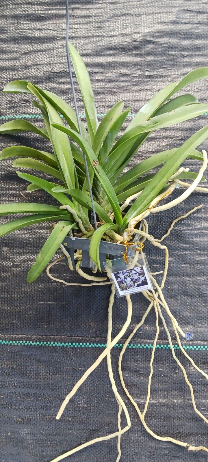 Orchid Vanda Lou Sneary x Rhy coelestis Blue Lip