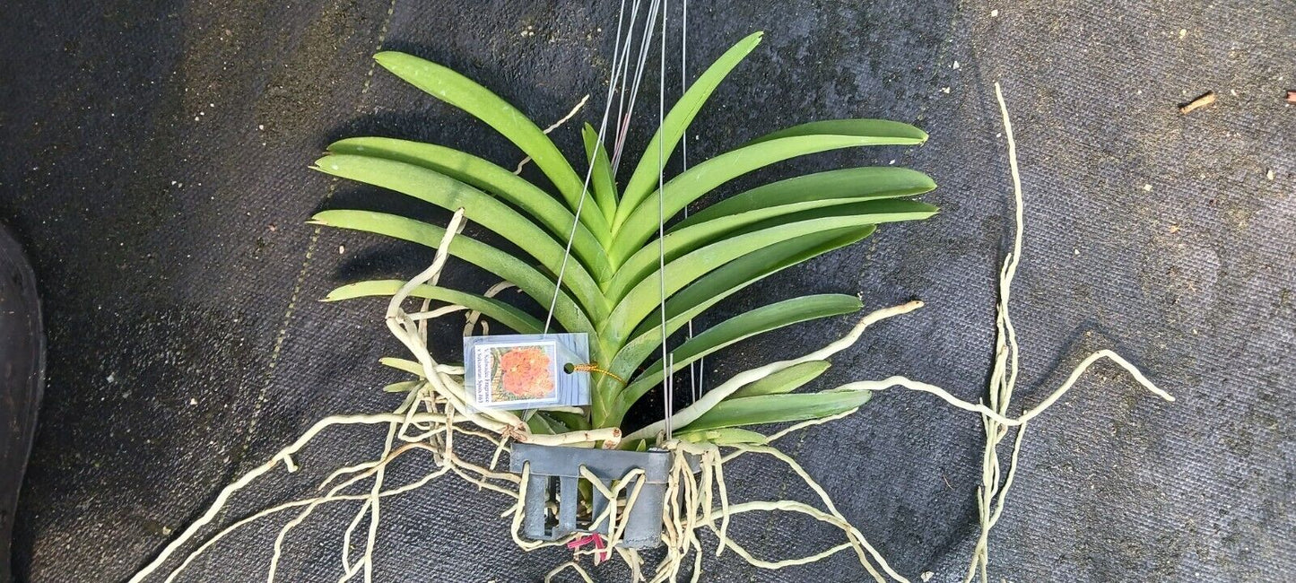 Orchid Vanda Merillii x Dr Anek