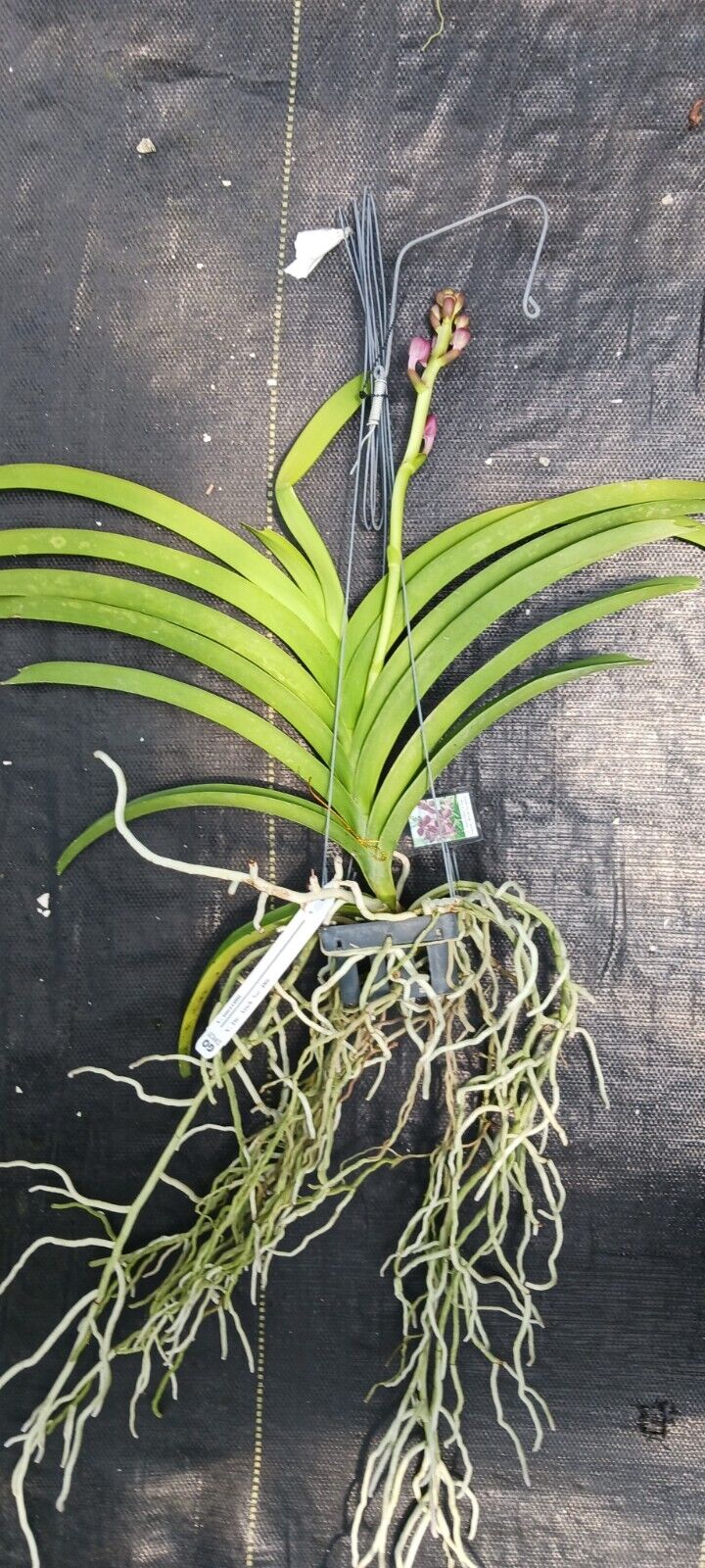 Orchid Vanda Merillii x Dr Anek