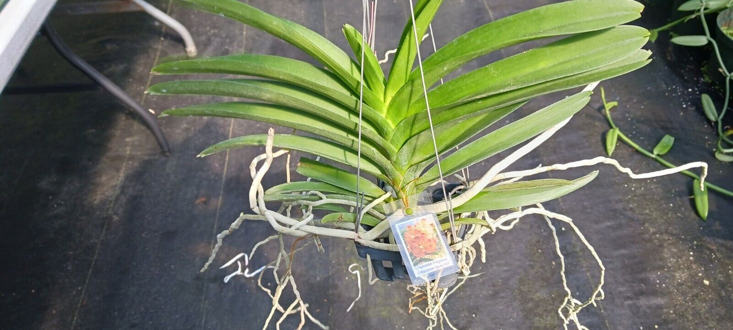Orchid Vanda Merillii x Dr Anek