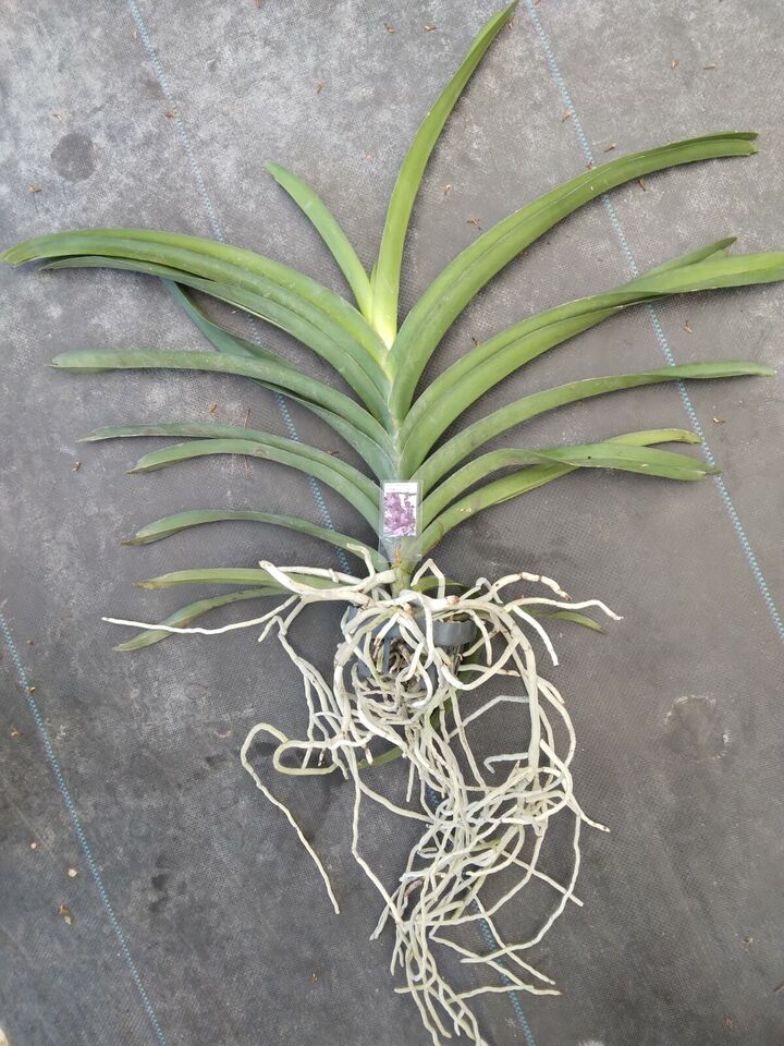Orchid Vanda Noppadol Delight Mad Happenings Tropical Hanging Plant