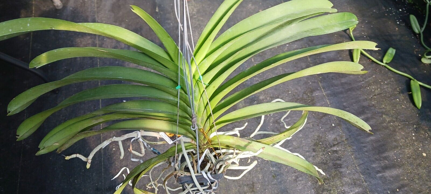 Orchid Vanda Nopporn Gold x Tubtim Velvet # 337