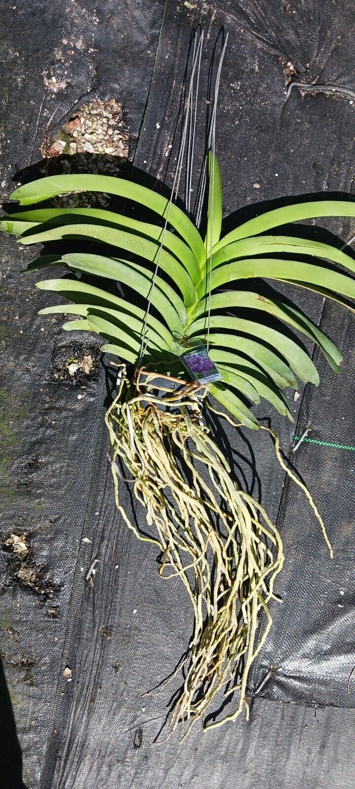 Orchid Vanda Pakchong Blue Sathien