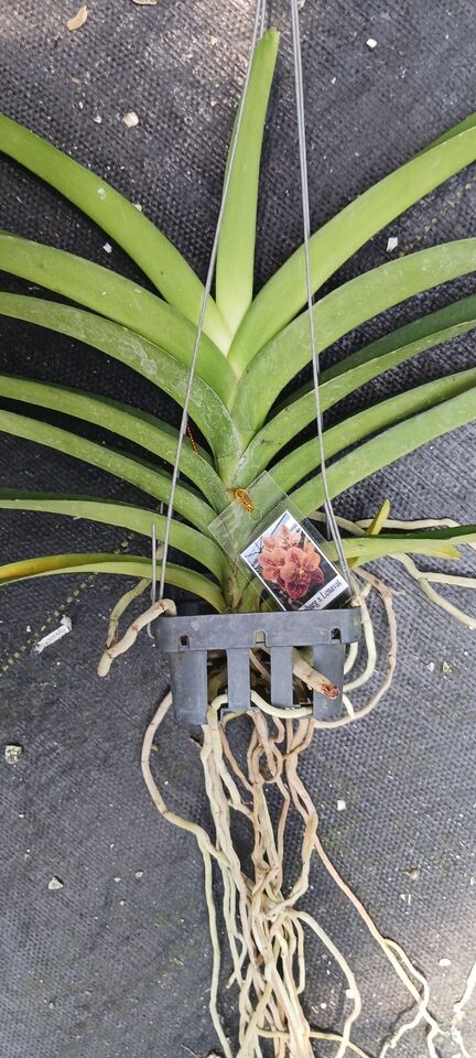 Orchid Vanda Phanom Tuan Sunset No 95 Mad Happenings Tropical Hanging Plants