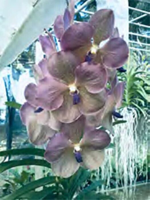 Orchid Vanda Prapathom Gold x coerulea blue-grey Mad Happenings Topical Hanging Plant