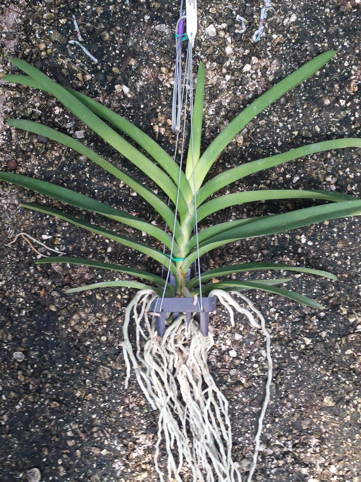 Orchid Vanda Prapathom Gold x coerulea blue-grey Mad Happenings Topical Hanging Plant
