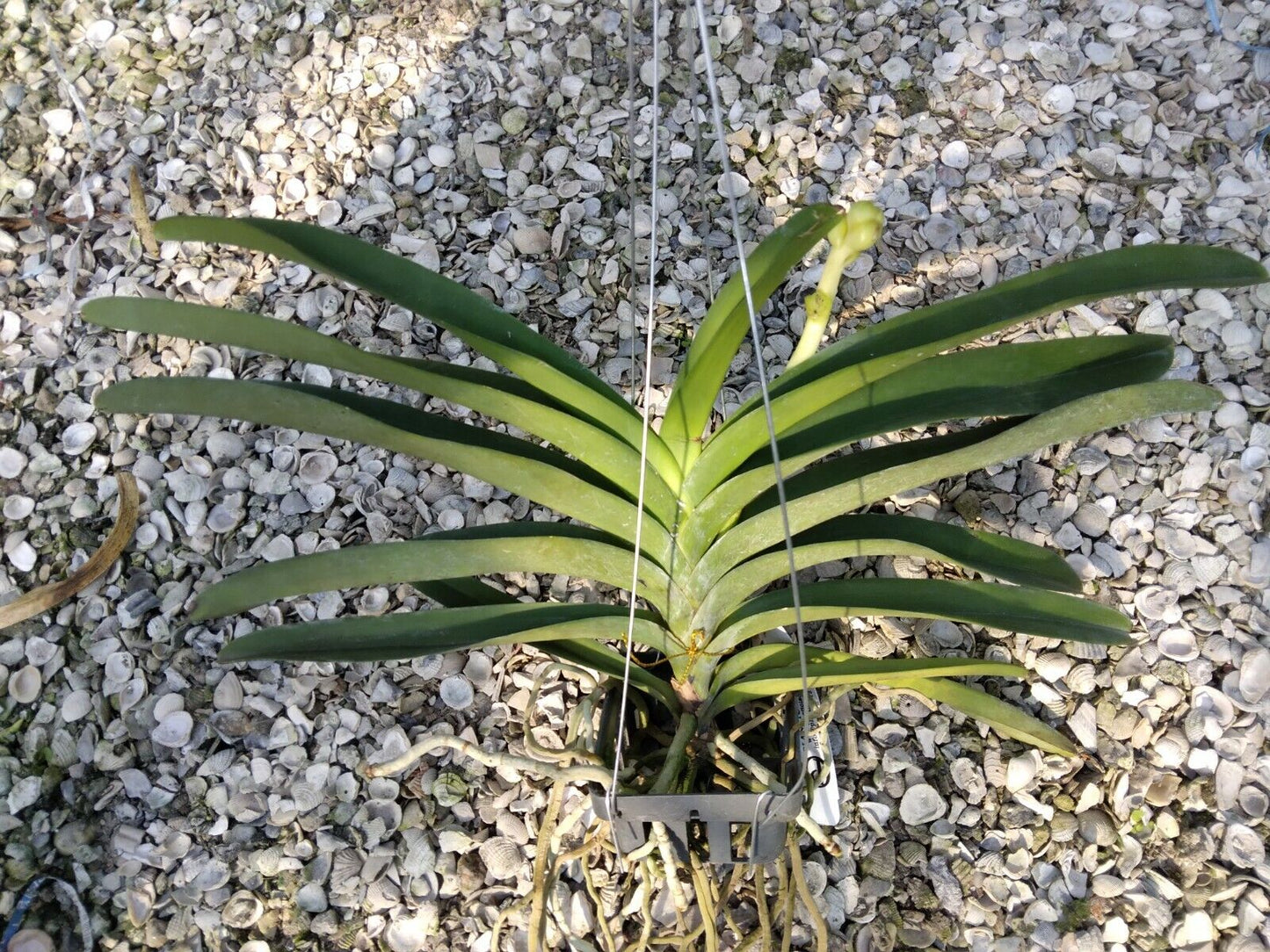 Orchid Vanda Ratchaburi Beauty