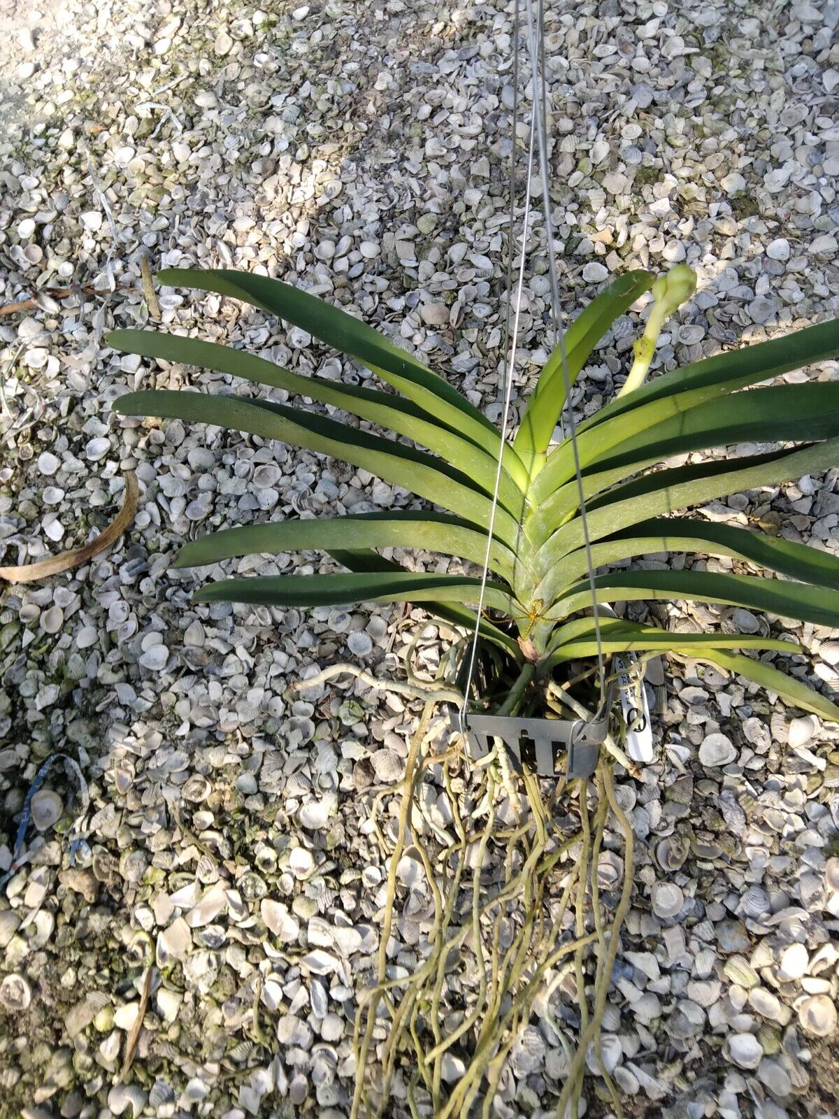 Orchid Vanda Ratchaburi Beauty