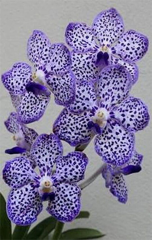 Orchid Vanda Omar Padron Indigo Blue Spots Robert's Delight x Mimi Palmer