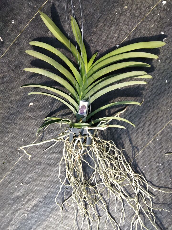 Orchid Vanda Omar Padron Robert's Delight x Mimi Palmer