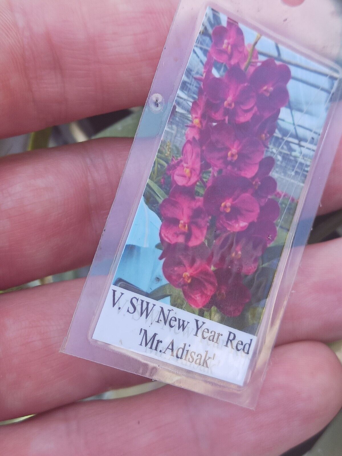Orchid Vanda SW New Year Red Mr Adisak