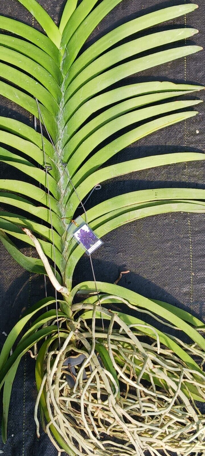 Orchid Vanda SW New Year Red Mr Adisak