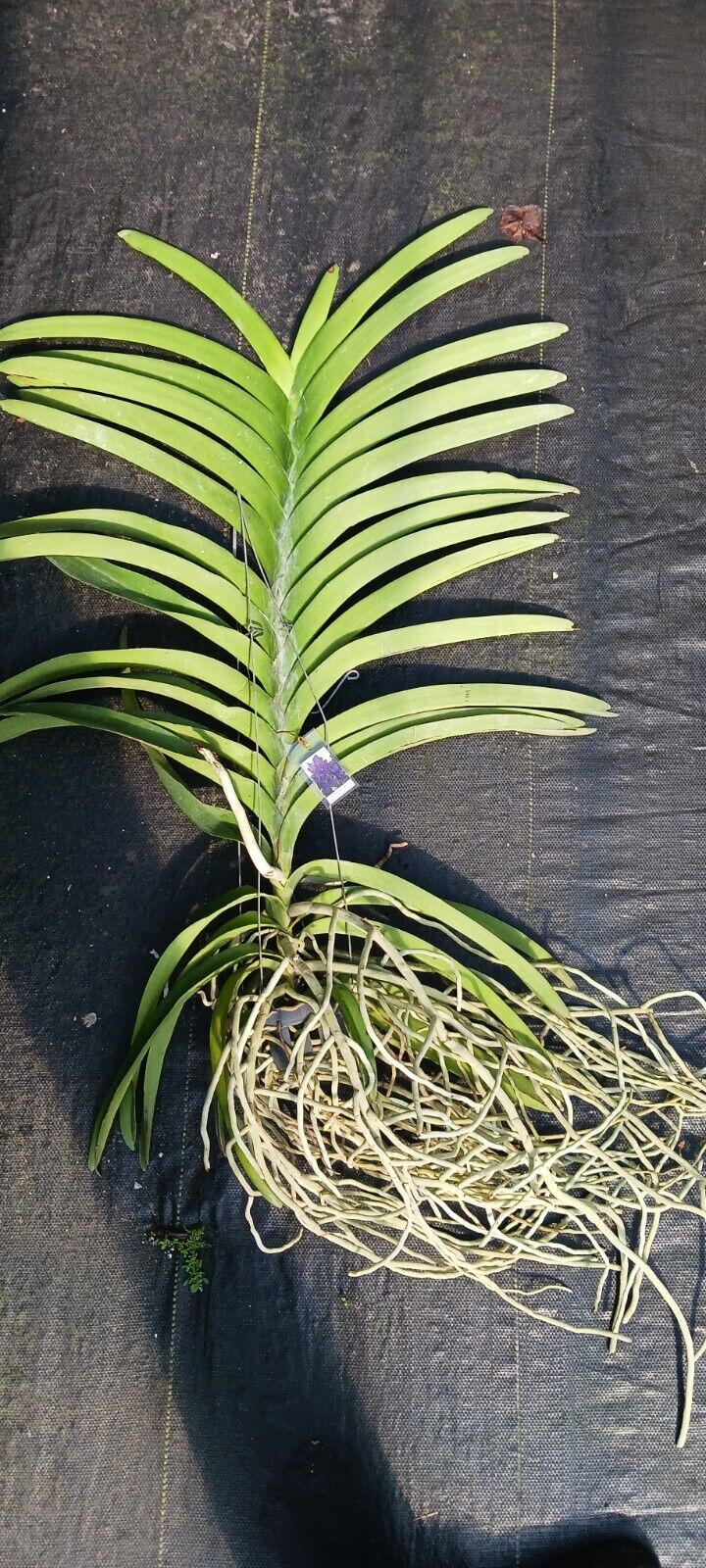 Orchid Vanda SW New Year Red Mr Adisak
