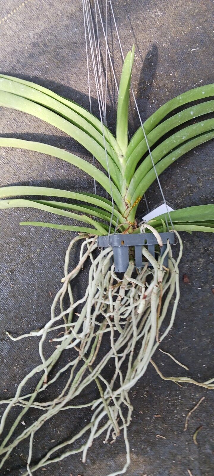 Orchid Vanda Tang Tang Spots 2