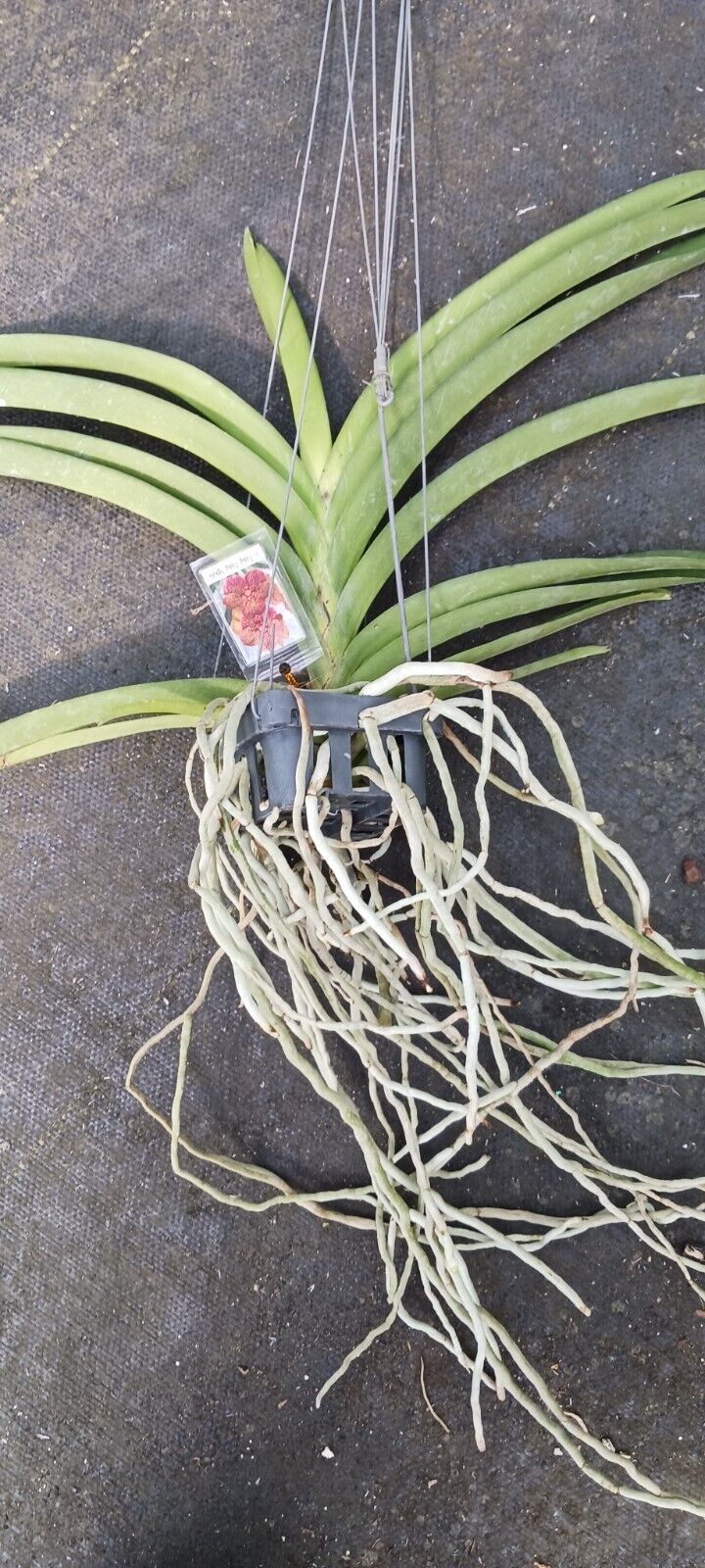 Orchid Vanda Tang Tang Spots 2