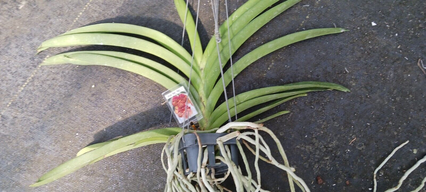Orchid Vanda Tang Tang Spots 2