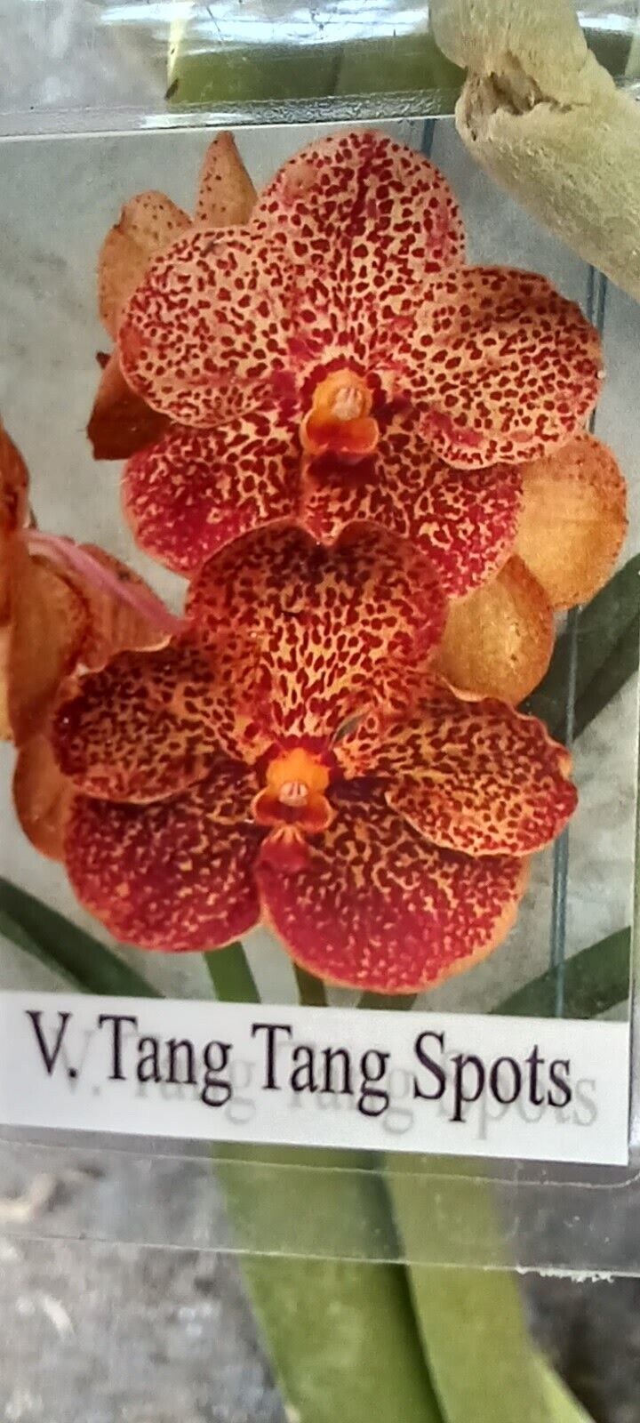 Orchid Vanda Tang Tang Spots 2