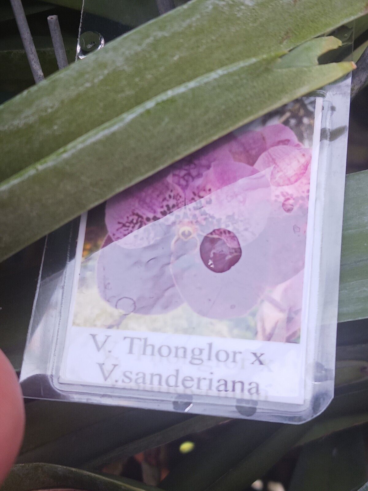 Orchid Vanda Thonglor x sanderiana Two Tone