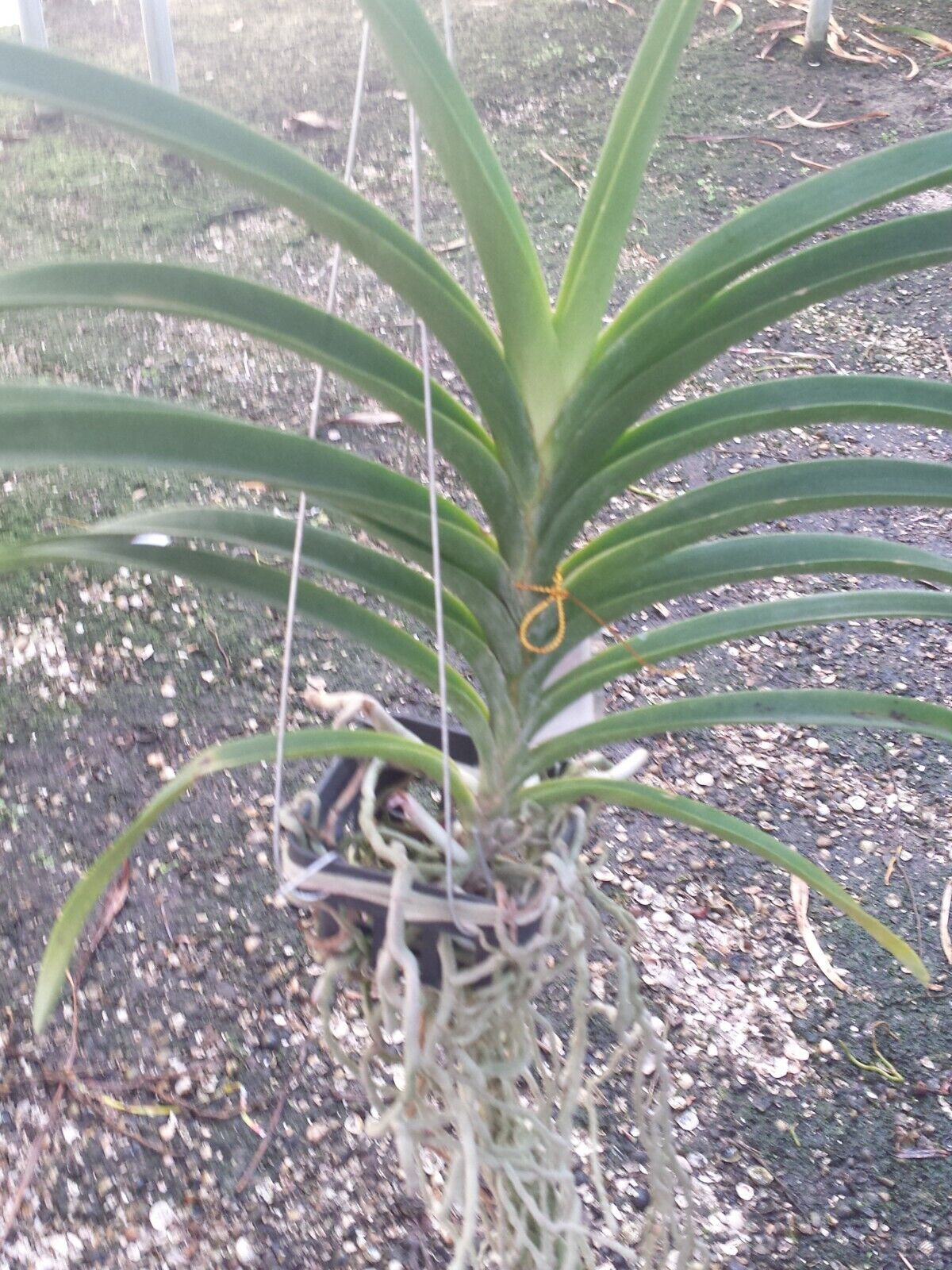 Orchid Vanda Thonglor x sanderiana Two Tone