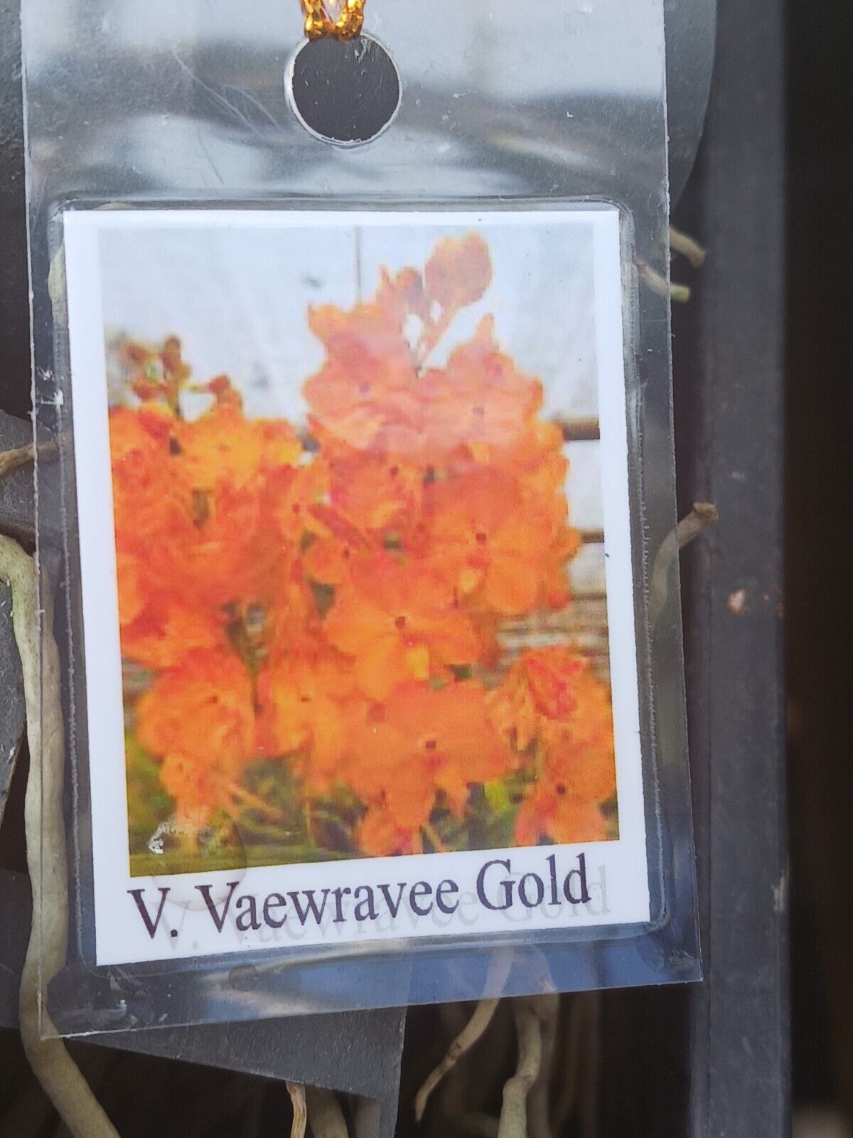 Orchid Vanda Waewrawee Gold sp Vaewrawee Micro Miniature Hanging