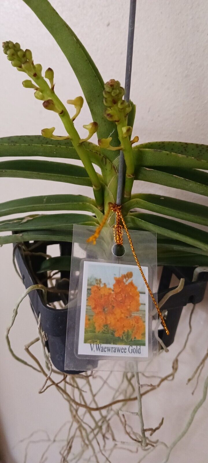 Orchid Vanda Waewrawee Gold sp Vaewrawee Micro Miniature Hanging