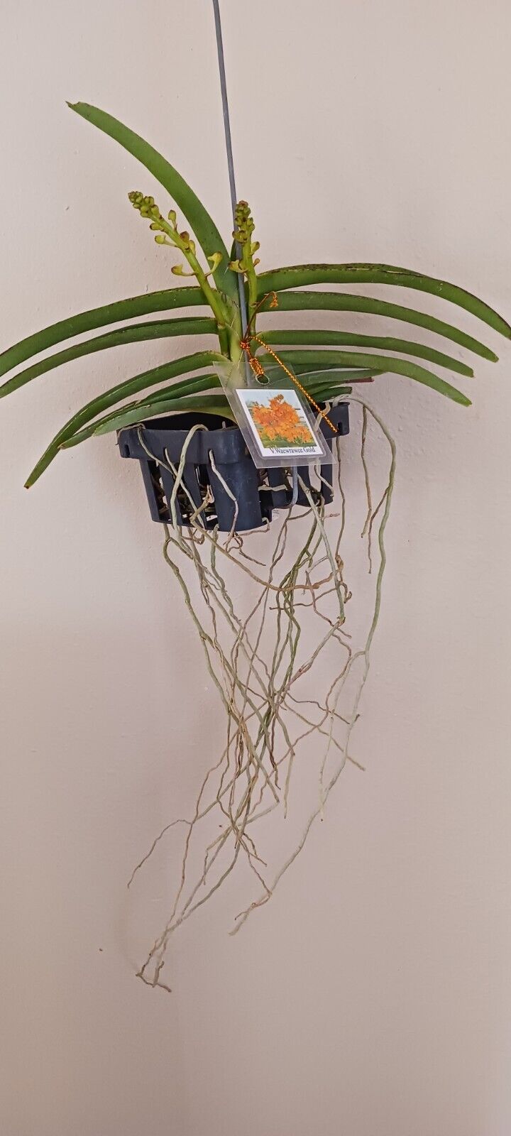 Orchid Vanda Waewrawee Gold sp Vaewrawee Micro Miniature Hanging