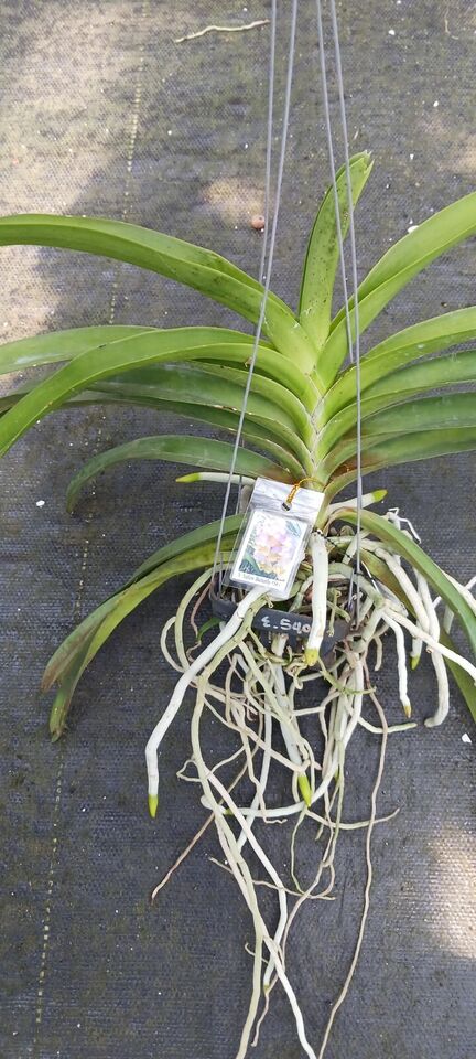 Orchid Vanda Yellow Butterfly Mad Happenings Special Plant
