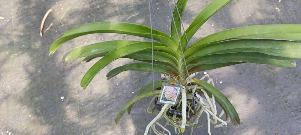 Orchid Vanda Yellow Butterfly Mad Happenings Special Plant