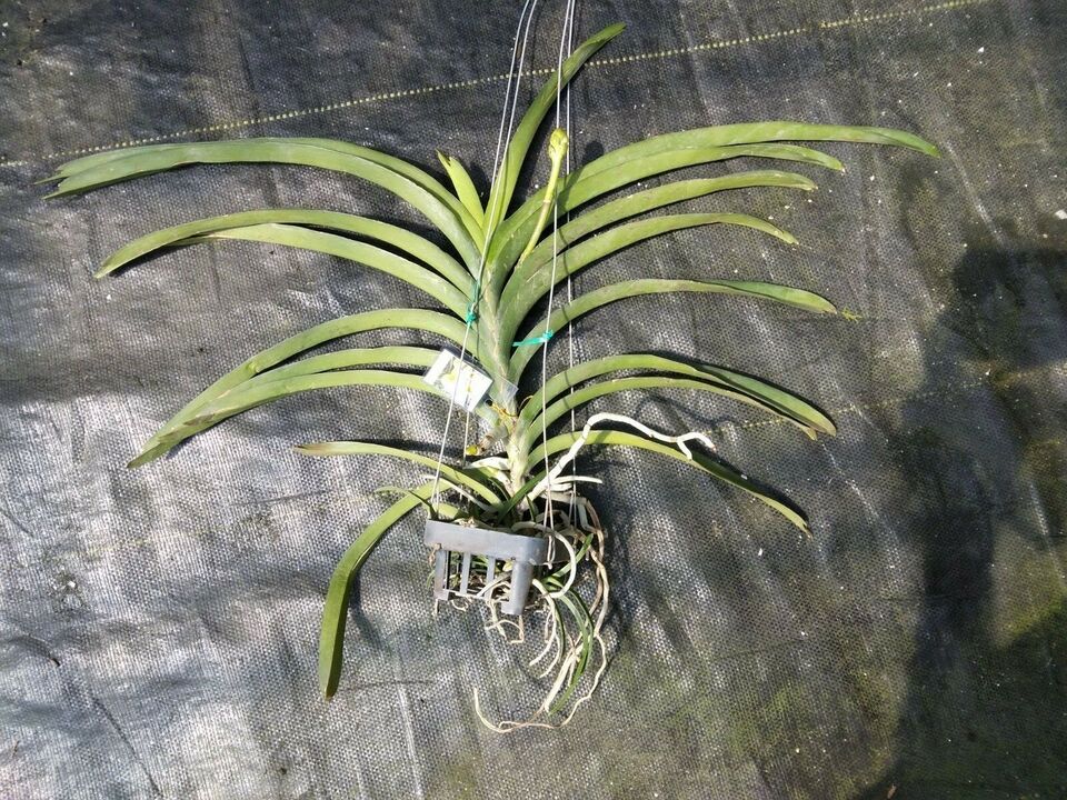 Orchid Vanda Yellow Butterfly Mad Happenings Special Plant