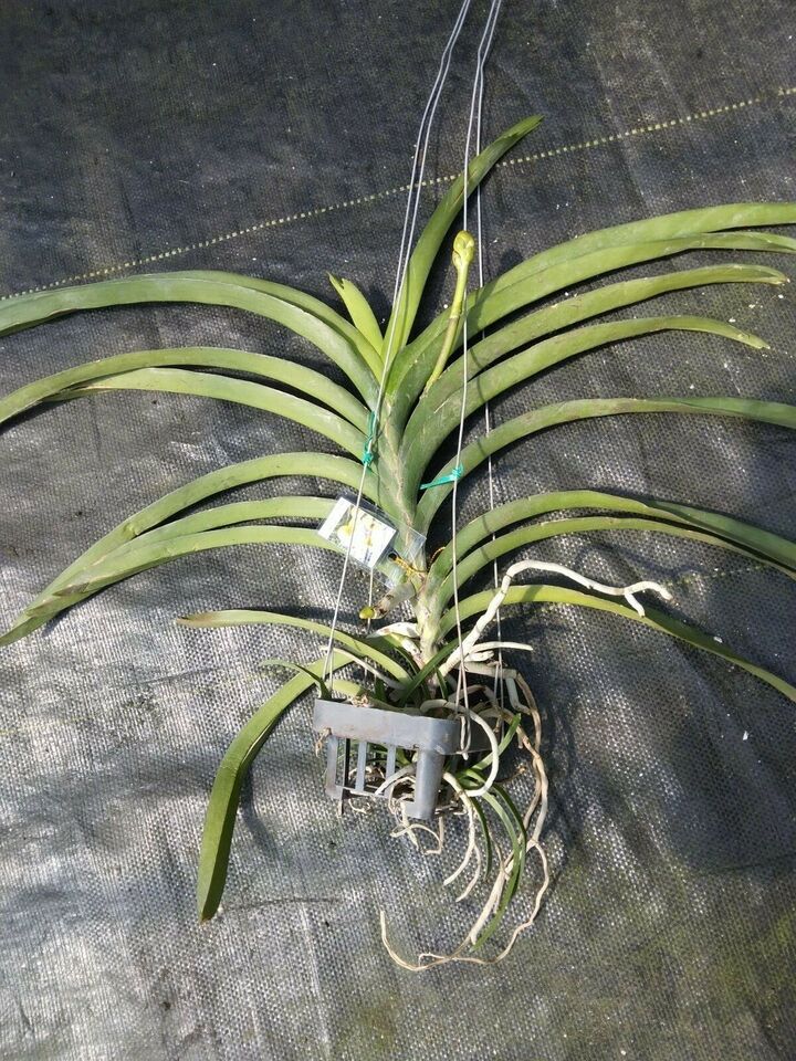 Orchid Vanda Yellow Butterfly Mad Happenings Special Plant