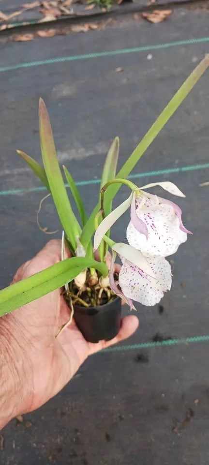 Orchid Cattleya Eyv Arubiana Mad Happenings in 2 - 3" pots