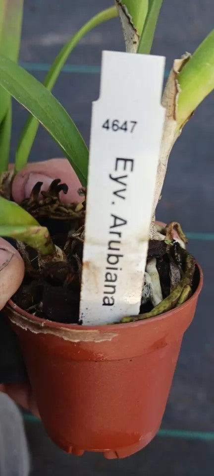 Orchid Cattleya Eyv Arubiana Mad Happenings in 2 - 3" pots