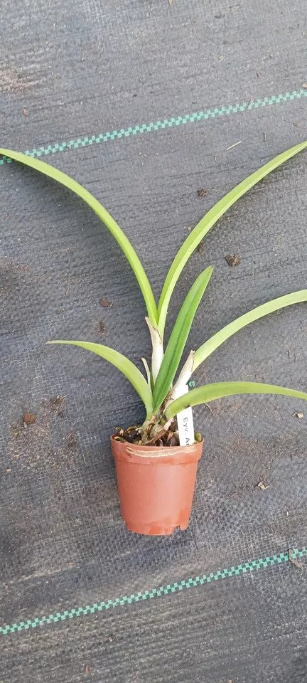Orchid Cattleya Eyv Arubiana Mad Happenings in 2 - 3" pots